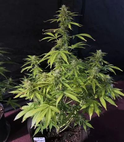 Dreamberry Auto (Auto Seeds) Cannabis-Samen
