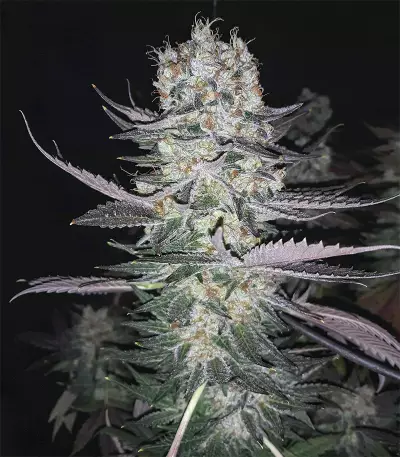 Gelato (BlimBurn Seeds) Cannabis-Samen
