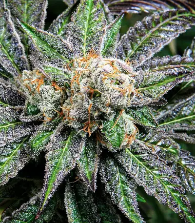 Grape Inferno regular (TGA Subcool Seeds / SubCool’s The Dank) Cannabis-Samen