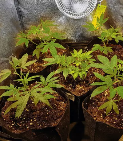 Headbanger Regular (Karma Genetics) Cannabis-Samen