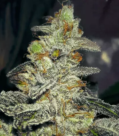 Josh D OG (Karma Genetics) Cannabis-Samen