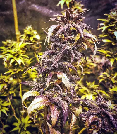 King's Banner regular (Dark Horse Genetics) Cannabis-Samen