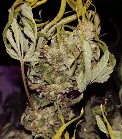 Kosher Sorbet (DNA Genetics) Cannabis-Samen