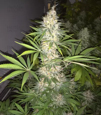 LA Confidential (DNA Genetics) Cannabis-Samen