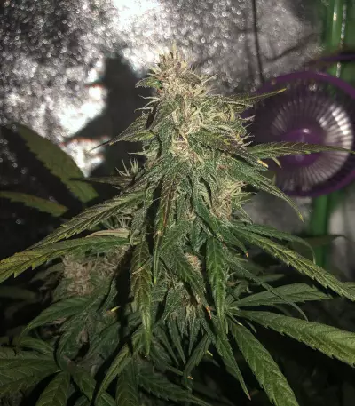 Lemonberry Haze Auto (Original Sensible Seeds) Cannabis-Samen
