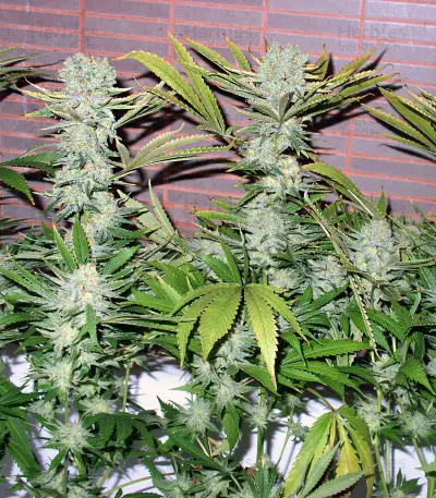 Northern Lights (White Label) Cannabis-Samen