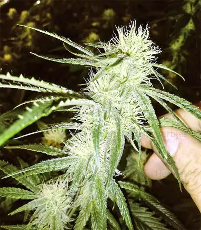 Original Bruce Banner regular (Dark Horse Genetics) Cannabis-Samen