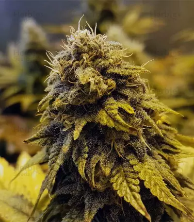 Original Glue (Nirvana Seeds) Cannabis-Samen