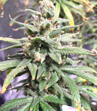Pakistan Chitral Kush Standard (Ace Seeds) Cannabis-Samen