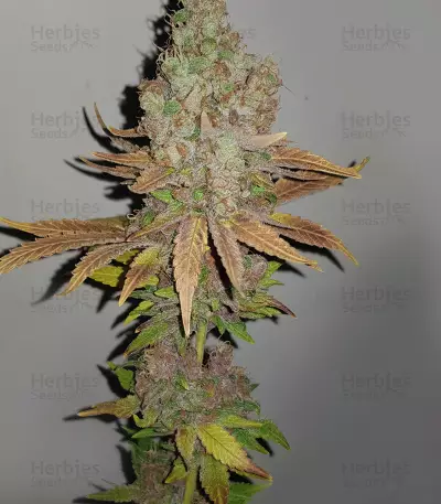 Purple Queen strain