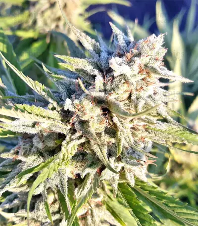 Strawberry Banana (Big Head Seeds) Cannabis-Samen