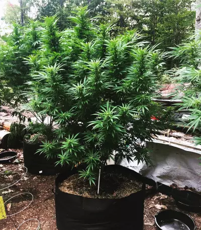 JillyBean regular (TGA Subcool Seeds / SubCool’s The Dank) Cannabis-Samen