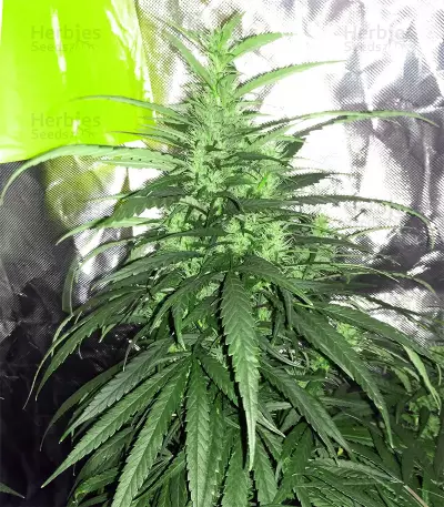 Sweet Pure Auto CBD (Sweet Seeds) Cannabis-Samen
