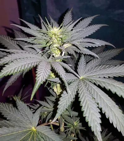 Sweet ZZ (Sweet Z) (RQS) Cannabis-Samen
