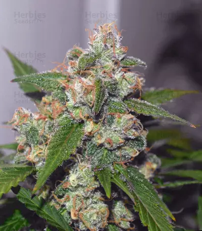 Toof Decay Auto (Mephisto Genetics) Cannabis-Samen