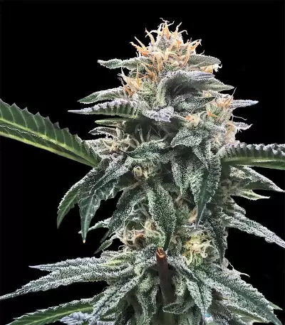 Triple Scoop (DNA Genetics) Cannabis-Samen