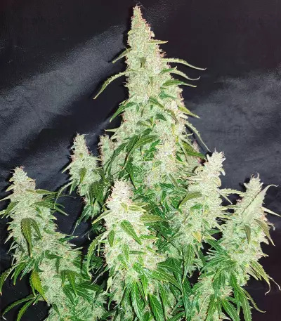 Big Bang Auto (GHS) Cannabis-Samen