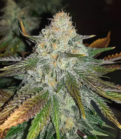Bruce Banner feminisierte Samen (Seedstockers)
