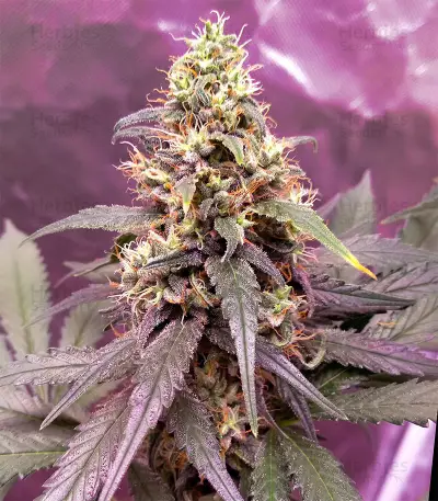 GG#4 Original Glue (Cali Buds Seeds) Cannabis-Samen
