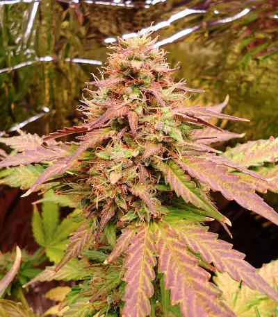 Green Crack Auto (Fast Buds) Cannabis-Samen