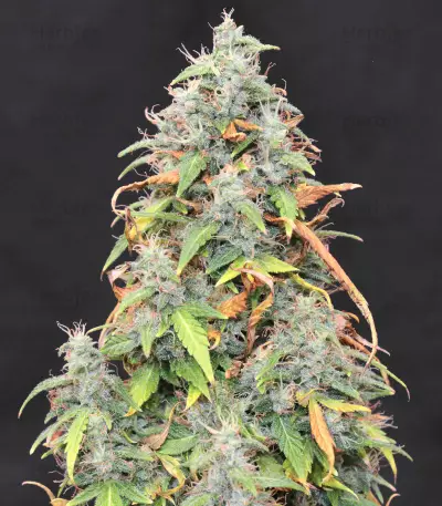 Headlights Kush Auto strain