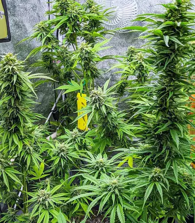 Kali Banner feminisierte Samen (AlphaFem Seeds)
