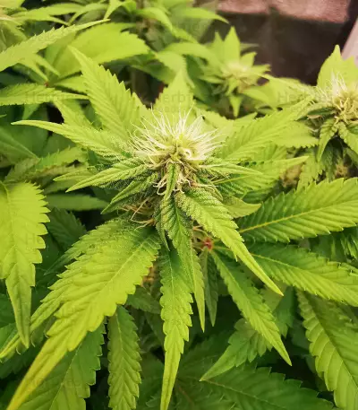 Original Glue (Nirvana Seeds) Cannabis-Samen