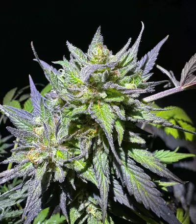 Purple Lemonade Fast Flowering feminisierte Samen (Fast Buds)