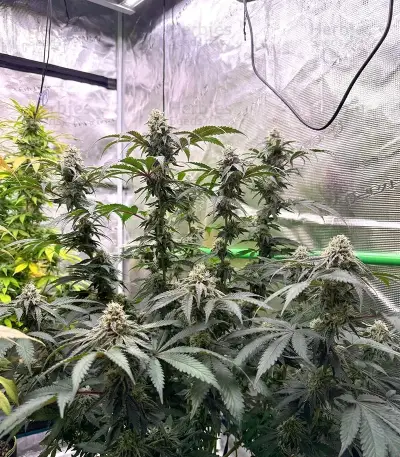 All The Sauces R1 (Ethos Genetics)