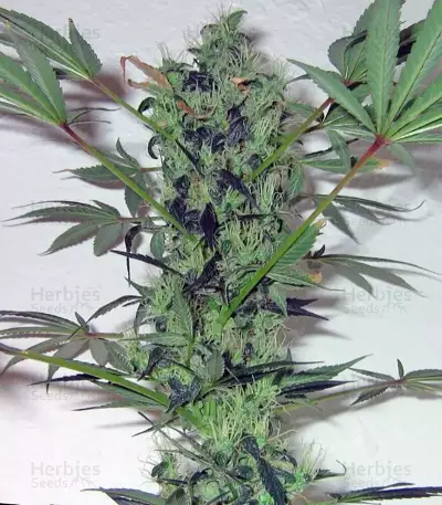 Arjan's Strawberry Haze (GHS) Cannabis-Samen