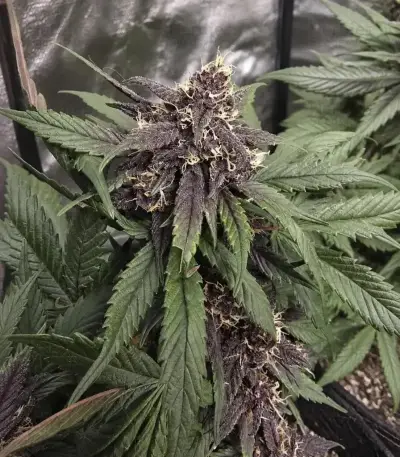 Auto Strawberry Soda (Dutch Passion)
