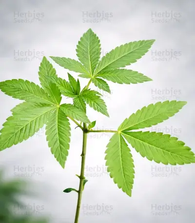Bay Haze feminisierte Samen (Delicious Seeds)