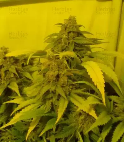 Black Russian (Delicious Seeds) Cannabis-Samen
