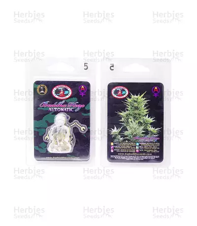 Buddha Haze Automatic (Big Buddha Seeds) Cannabis-Samen
