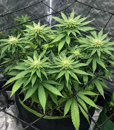 CBD D Diesel (CBD Botanic Seeds) Cannabis-Samen
