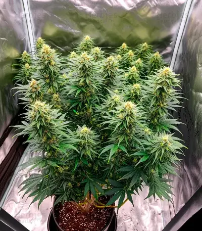 CR + (BlimBurn Seeds) Cannabis-Samen
