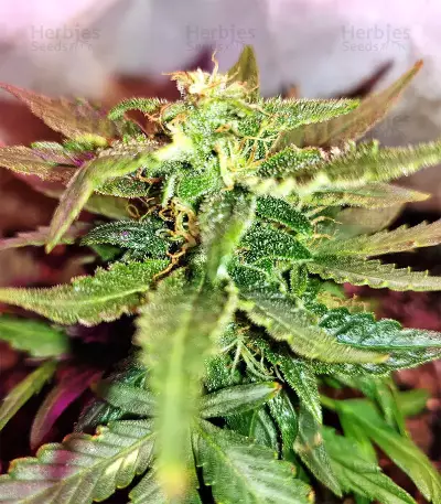 Gorilla Auto (GG#4 Original Glue Auto) (Expert Seeds) Cannabis-Samen