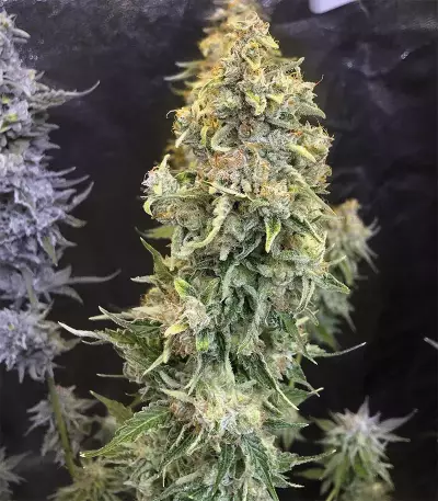 Gorilla Z feminisierte Samen (Barney's Farm)