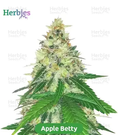 High-THC Bundle #2: 3x3 seeds (Mixed)