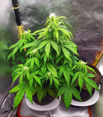 Humboldt Sour Diesel Autoflower feminisierte Samen (Humboldt Seed Company)
