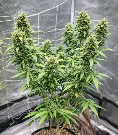 King's Juice Auto (GHS)