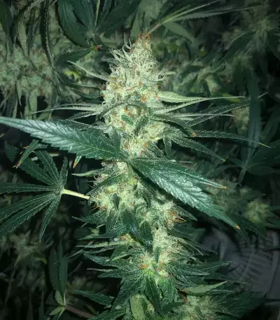 Pineapple Muffin Autoflower feminisierte Samen (Humboldt Seed Company)
