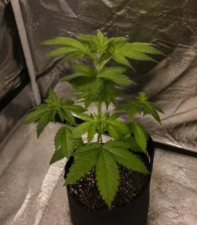 Purple Queen (RQS) Cannabis-Samen