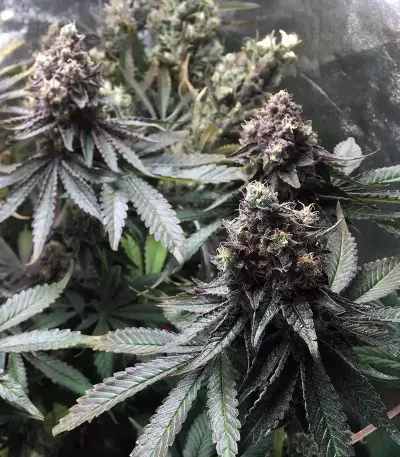 Runtz Muffin feminisierte Samen (Barney's Farm)
