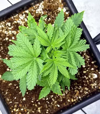 Samsquanch OG Auto (Mephisto Genetics) Cannabis-Samen