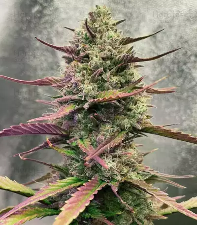 Strawberry Pie Auto Samen feminisiert (Fast Buds)