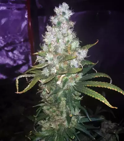 Three Blue Kings (Humboldt Seeds Organization) Cannabis-Samen