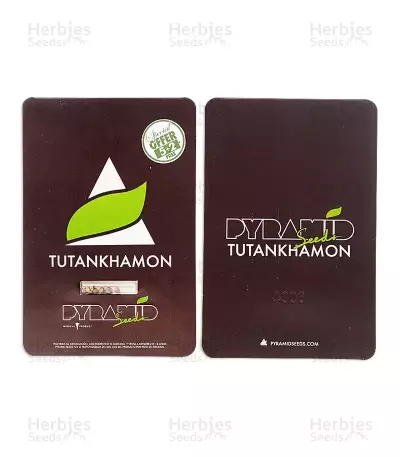 Tutankhamon (King Tut) feminisierte Samen (Pyramid Seeds)