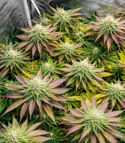 Z (Big Head Seeds) Cannabis-Samen