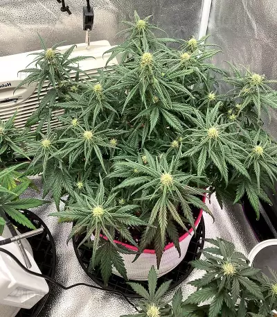Original Trainwreck Auto Samen feminisiert (Fast Buds)